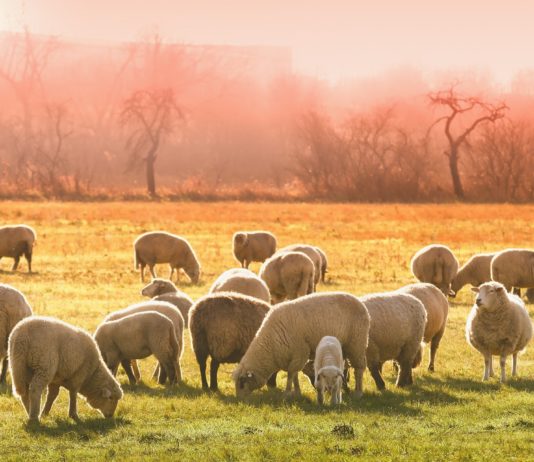 Nueva jornada sobre la PAC 2021 para agricultores y ganaderos salmantinos