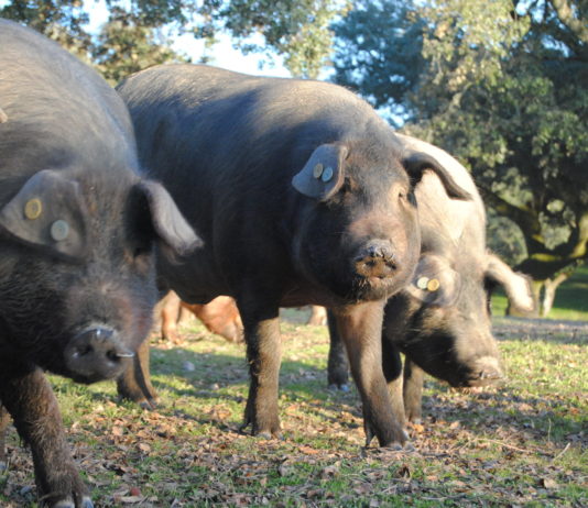 Lonja Agropecuaria de Salamanca del 22 de febrero de 2021