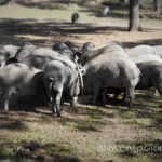 El Gobierno aprueba una modificación del real decreto de ordenación del sector porcino extensivo