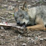 La Junta rechaza la propuesta de inclusión del lobo en el listado de especies protegidas
