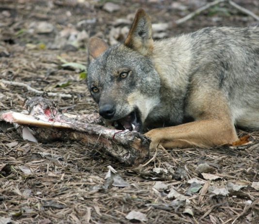 La Junta rechaza la propuesta de inclusión del lobo en el listado de especies protegidas