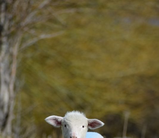 Lonja Agropecuaria de Salamanca del 8 de febrero de 2021