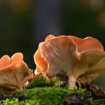 Puerto de Béjar se incorpora al acotado micológico ‘Sierras de Francia, Béjar, Quilamas y El Rebollar’