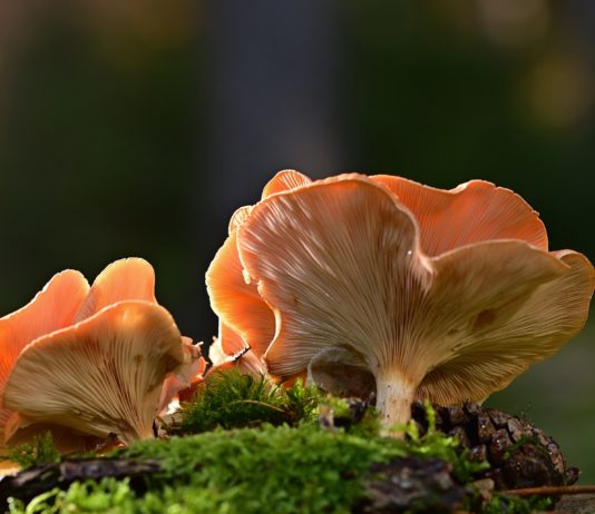 Puerto de Béjar se incorpora al acotado micológico ‘Sierras de Francia, Béjar, Quilamas y El Rebollar’