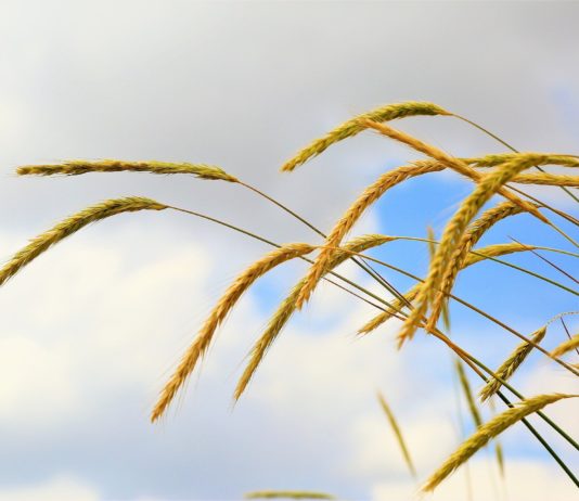 Lonja Agropecuaria de Salamanca del 1 de febrero de 2021