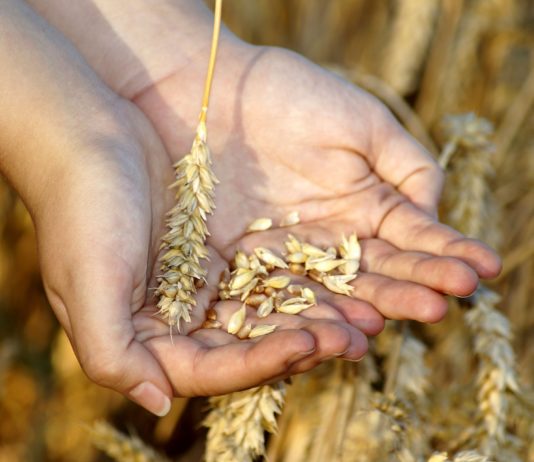 Arranca el plazo por el que se convocan pagos directos a la agricultura y a la ganadería en el año 2021
