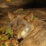 La Junta solicita el aplazamiento de la reunión del grupo de trabajo del lobo hasta aclarar las dudas sobre el acuerdo en la última comisión estatal