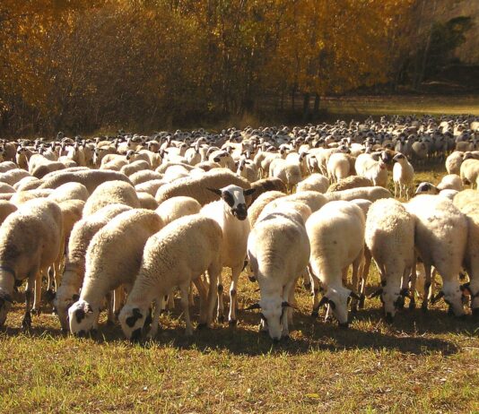 España es declarada oficialmente indemne de brucelosis ovina y caprina