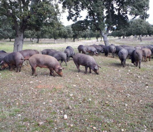 Lonja Agropecuaria de Salamanca del 22 de marzo de 2021