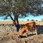 Castilla y León, declarada oficialmente libre de brucelosis bovina