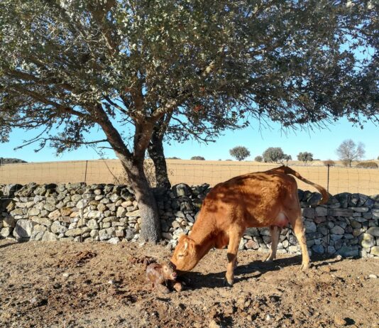Castilla y León, declarada oficialmente libre de brucelosis bovina