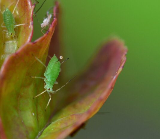 Últimas plazas para el curso de manipulador de plaguicidas