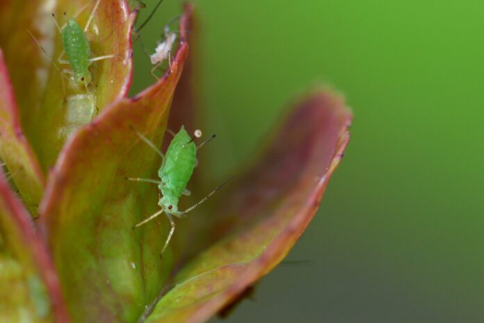 aphid-4242848_1920