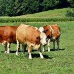 Lonja Agropecuaria de Salamanca del 15 de marzo de 2021