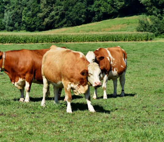 Lonja Agropecuaria de Salamanca del 15 de marzo de 2021