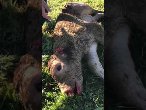 Los buitres atacan a una vaca y su ternero en San Felices de los Gallegos