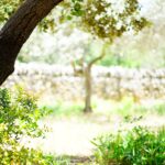 Ayudas Plantaciones Forestales Alto Valor (2021)