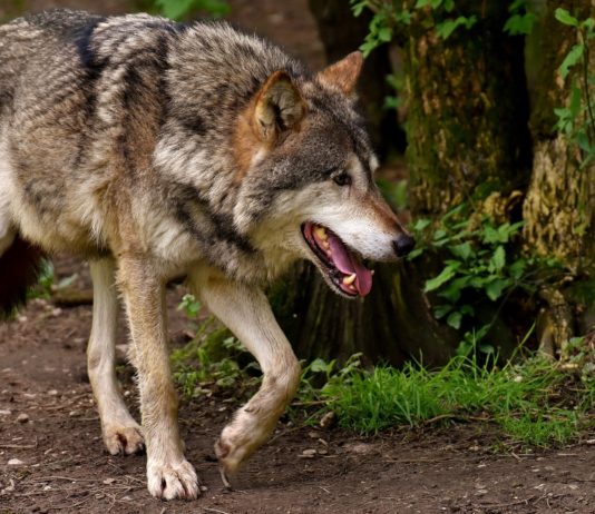 Piden la retirada de la inminente orden del lobo en la cumbre en defensa de la ganadería extensiva