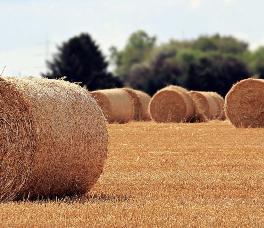 España solicitará a la Comisión fondos extraordinarios para hacer frente a las dificultades del sector vitivinícola