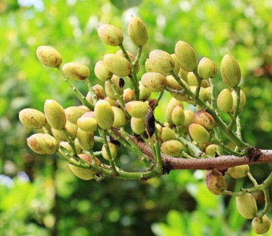 El Itacyl continúa con la investigación e innovación del pistacho