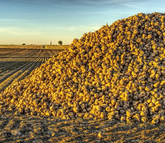 ASAJA advierte a los cultivadores de remolacha de la “letra pequeña” de los nuevos contratos de AB Azucarera