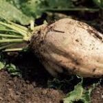 Azucarera aclara que es el Laudo de ASAJA el que le obligará a pagar a los remolacheros