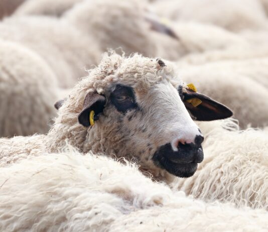 Lonja Agropecuaria de Salamanca del 29 de marzo de 2021
