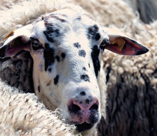 La Dirección General de Sanidad modifica las medidas de protección contra la lengua azul