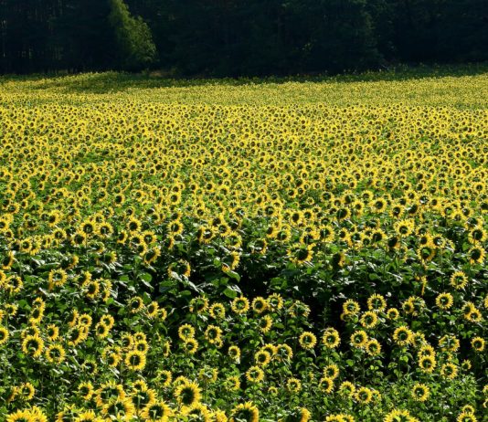 Pedro Gallardo, reelegido presidente del grupo de trabajo de oleaginosas y proteaginosas del COPA-COGECA