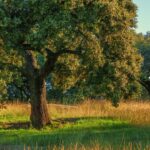 Convocatoria de ayuda al fomento de plantaciones de especies con producciones forestales