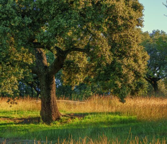 Convocatoria de ayuda al fomento de plantaciones de especies con producciones forestales
