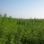 La superficie dedicada al cáñamo se multiplica por ocho en los últimos cinco años