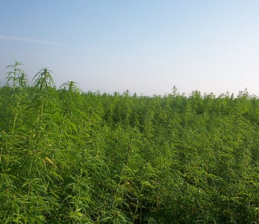 La superficie dedicada al cáñamo se multiplica por ocho en los últimos cinco años
