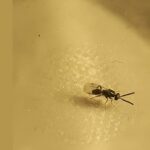 Nueva campaña contra la avispilla del castaño