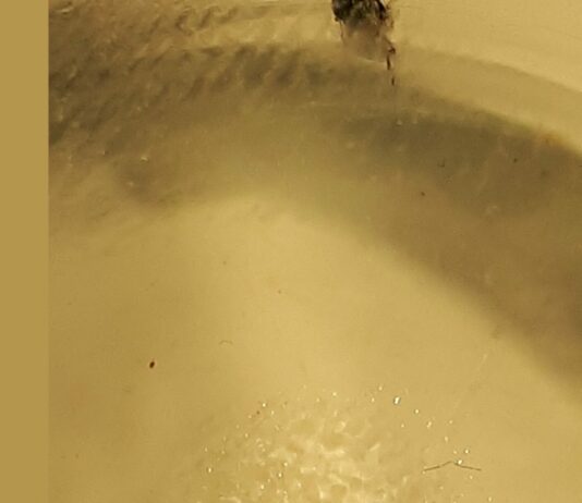 Nueva campaña contra la avispilla del castaño