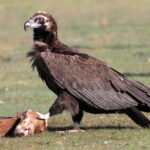 86 parejas de buitre negro en Salamanca, según el censo de 2019