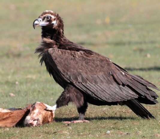 86 parejas de buitre negro en Salamanca, según el censo de 2019