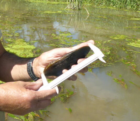 La Junta trabaja en la actualización de los datos sobre el estado de conservación de las especies de flora y fauna protegida de Castilla y León