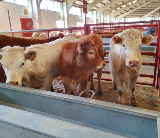 Lonja Agropecuaria de Salamanca del 5 de abril de 2021