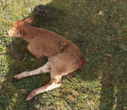 Herida una becerra en Galinduste Becerra limusina, atacada por zorros en Galinduste.