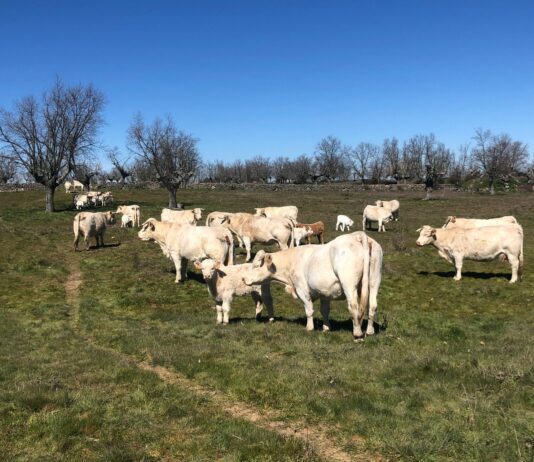 El Gobierno publica la orden de módulos del IRPF 2020 que recoge importantes reducciones para agricultores y ganaderos