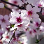 Jornada sobre los nuevos cultivos en Castilla y León: pistacho, almendro, camelina, quinua y plantas aromáticas