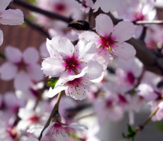 Jornada sobre los nuevos cultivos en Castilla y León: pistacho, almendro, camelina, quinua y plantas aromáticas