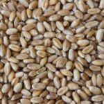 El Itacyl celebra el 8 de abril el taller virtual ‘Granos ancestrales, beneficios de los cultivos de moda’