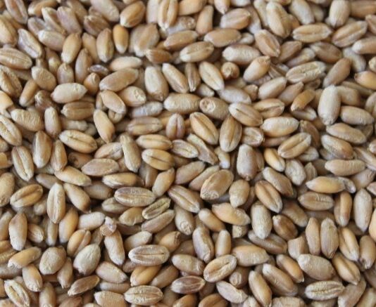 El Itacyl celebra el 8 de abril el taller virtual ‘Granos ancestrales, beneficios de los cultivos de moda’