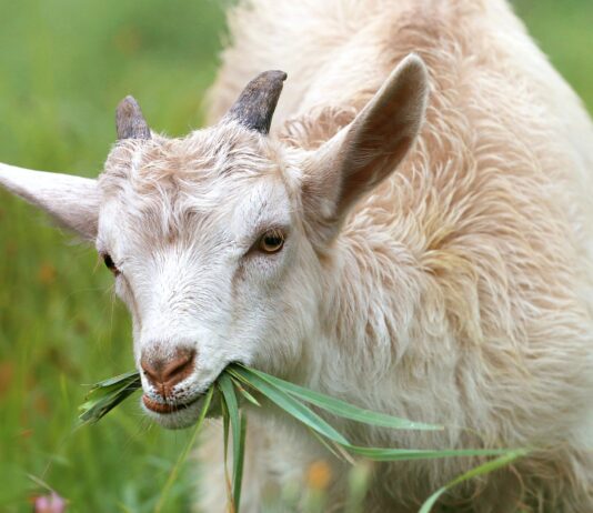 La Junta resuelve, por importe de ocho millones de euros, las solicitudes de incorporación de nuevos contratos plurianuales de las medidas de agroambiente y clima y de agricultura ecológica