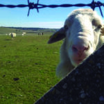 Las tasas de servicios veterinarios están bonificadas al 95 %