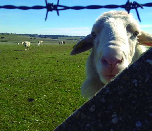 Las tasas de servicios veterinarios están bonificadas al 95 %