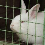 La Comisión Europea, dispuesta a prohibir la cría de animales en jaulas