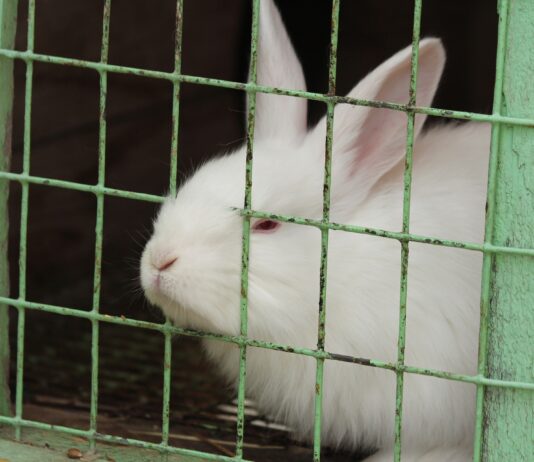 La Comisión Europea, dispuesta a prohibir la cría de animales en jaulas